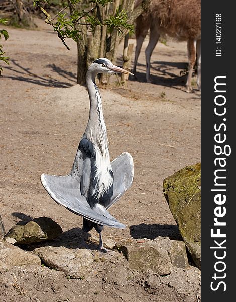 Great blue heron, let his wings to dry in the sun