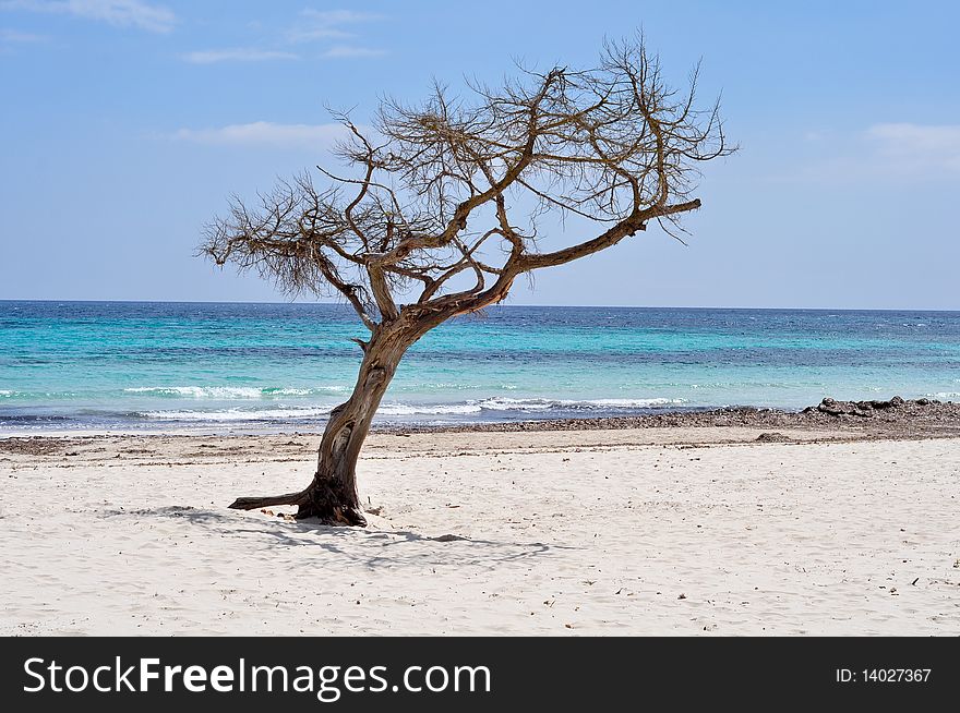 Lonely tree on a sandy beach