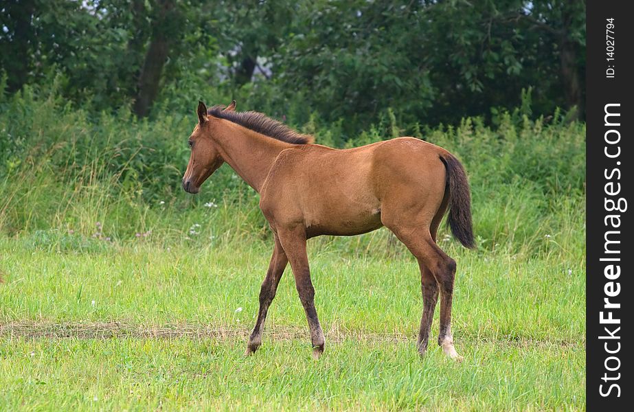 Young chestnut foal running in a field. Young chestnut foal running in a field