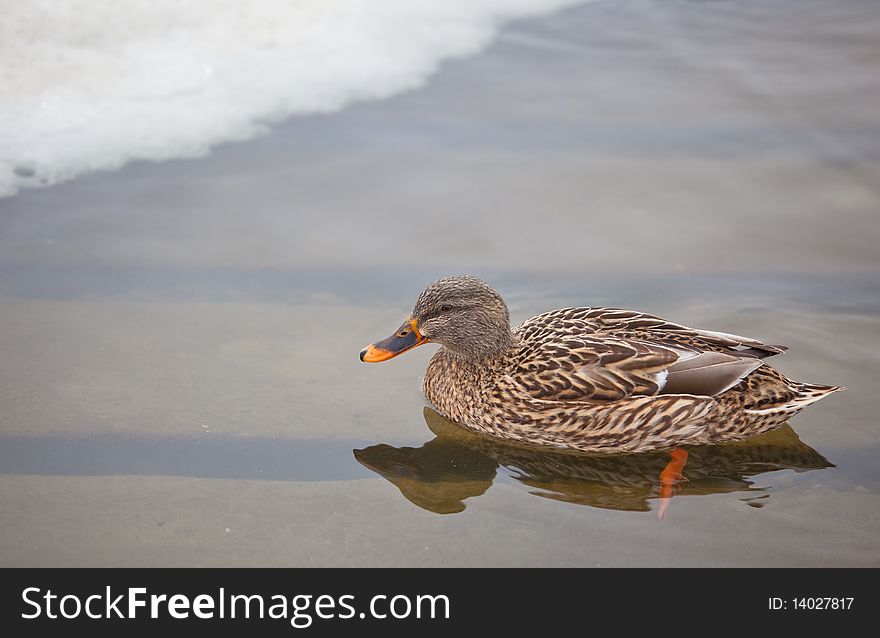 Mallard duck in Michigan winter. Mallard duck in Michigan winter