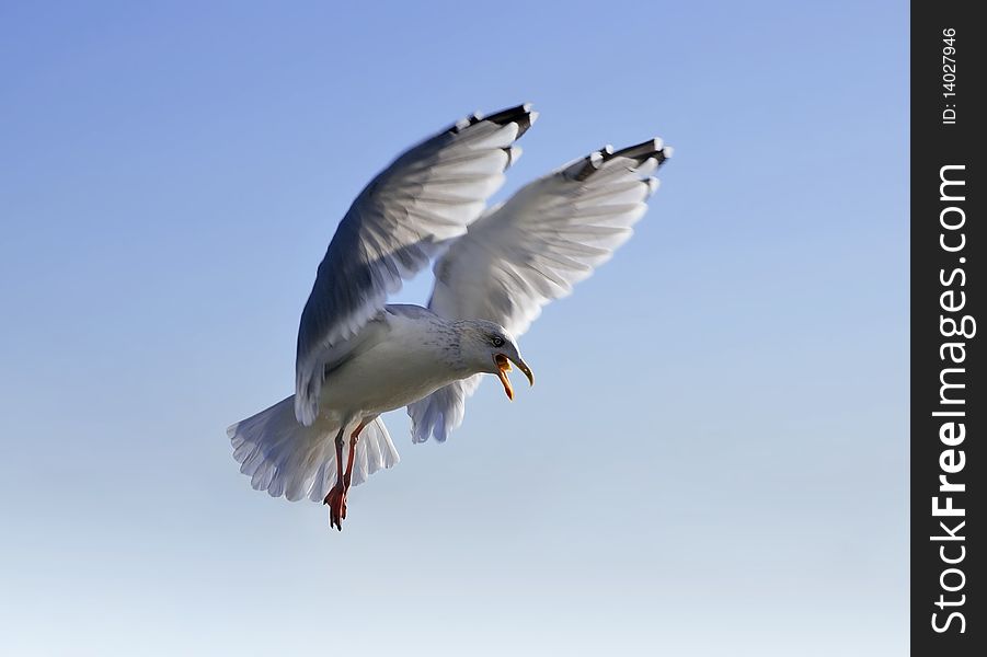 Flying seagull. Clear blue sky.