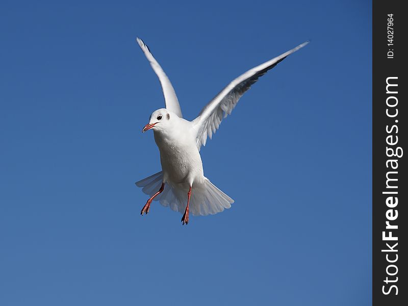 Seagull. sea bird flying with clean blue sky.