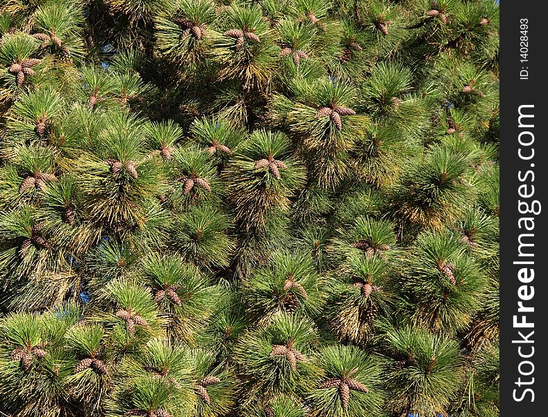 Pine cones on pine needles background resources