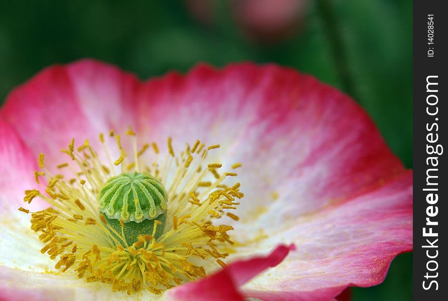 Closeup Of Full Bloom Pink Flower