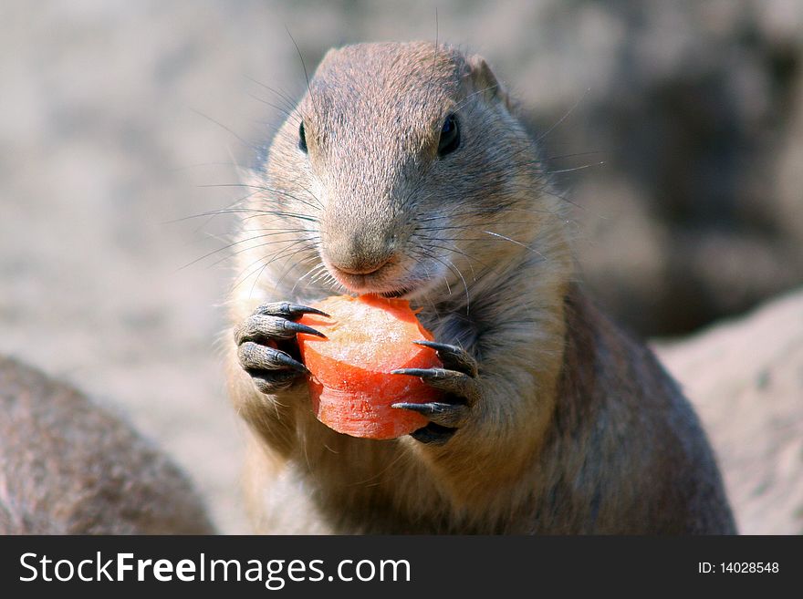 Prairie dog is eating a carrot