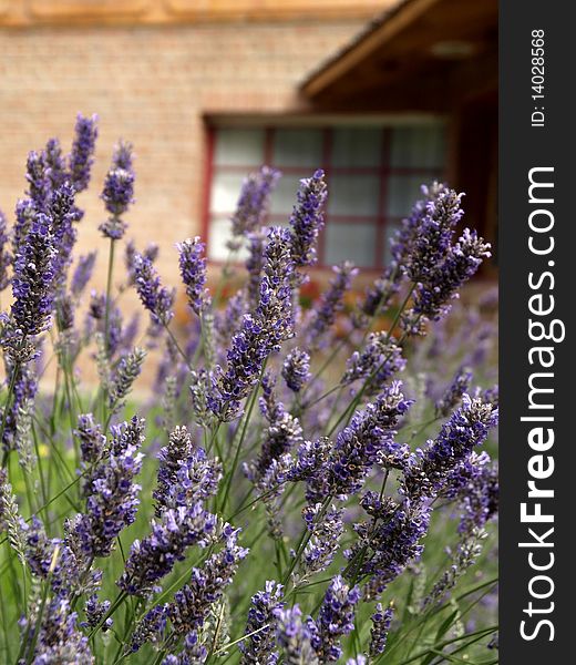 Closeup of Lavender flower in front of a brick house