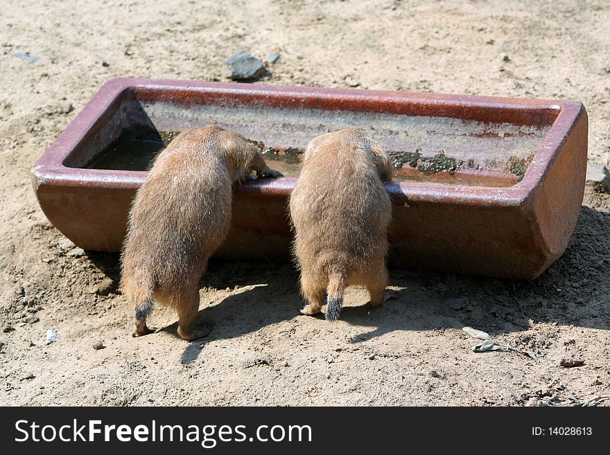 Backside of two Prairie dogs