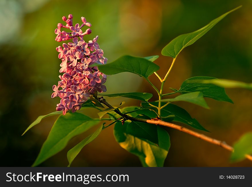 Pink lilac on a background