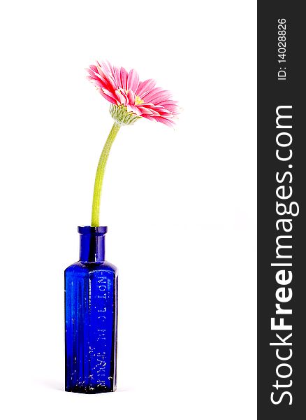 A single pink gerber daisy in a vintage blue bottle on a white background. A single pink gerber daisy in a vintage blue bottle on a white background