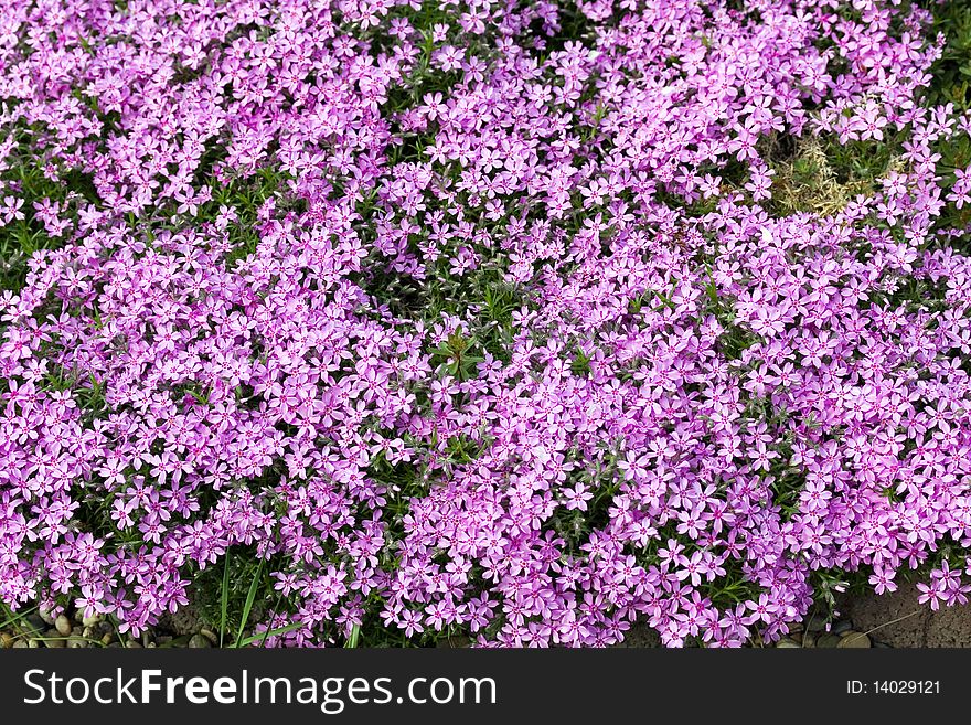 Beautiful Park-Garden with Flowers,Carnation,Viola-alley