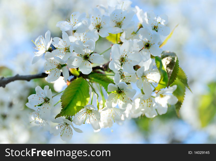 White flowers on the cherry tree at springtime. White flowers on the cherry tree at springtime