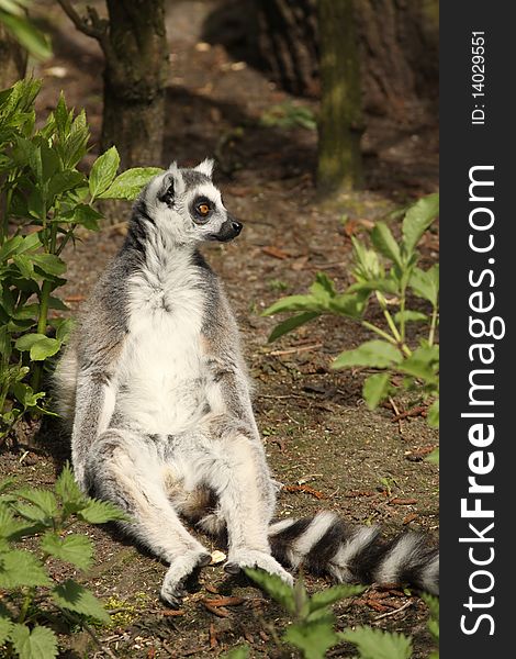 Animals: Ring-tailed lemur sitting on the ground and looking to the right