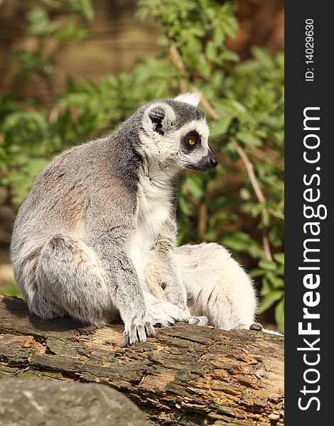 Ring-tailed Lemur Sitting On A Log