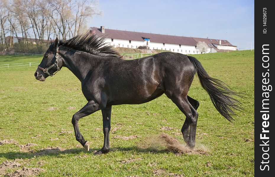 Black horse running on a green background. Black horse running on a green background