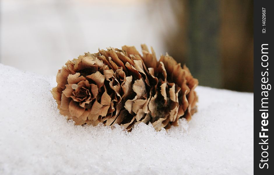 Pine cone on snow in winter.