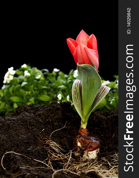 The dirt is moved away to display a bulb along with a red tulip. The dirt is moved away to display a bulb along with a red tulip.