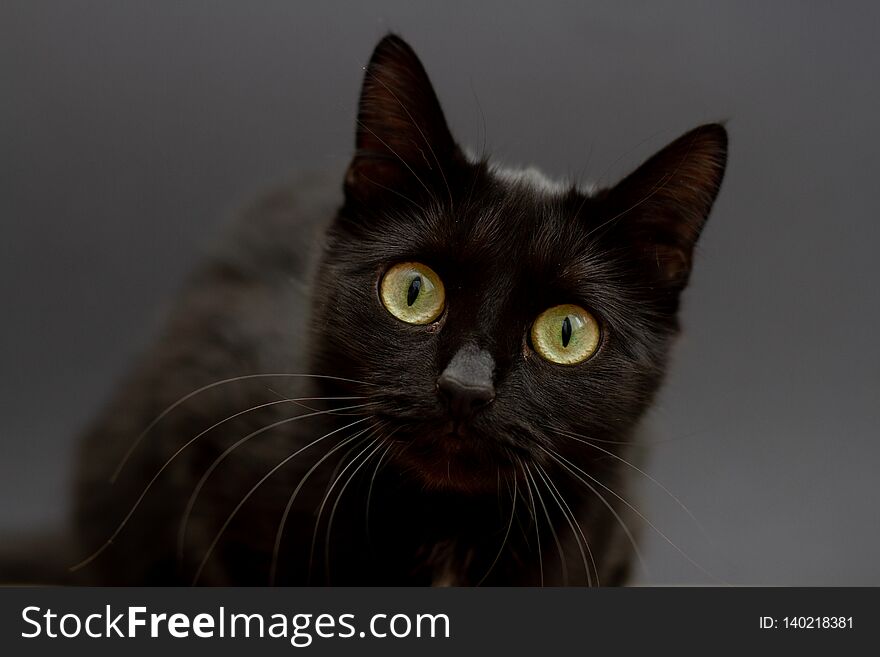 Black Cat With Yellow Eyes On A Black Background