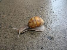 Snail Royalty Free Stock Photo Snail Royalty Free Stock Photo