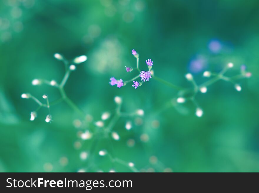 White and purple flowers bloom in the morning