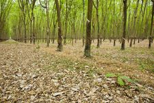 Rubber Tree Plantation Royalty Free Stock Photography Rubber Tree Plantation Royalty Free Stock Photography