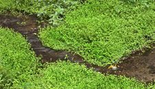Wind And Flow With Green Royalty Free Stock Photography Wind And Flow With Green Royalty Free Stock Photography