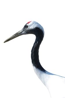 Red-crowned Crane Stock Images