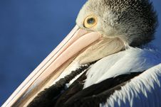 Profile Close-up Of Australian Pelican Royalty Free Stock Image Profile Close-up Of Australian Pelican Royalty Free Stock Image