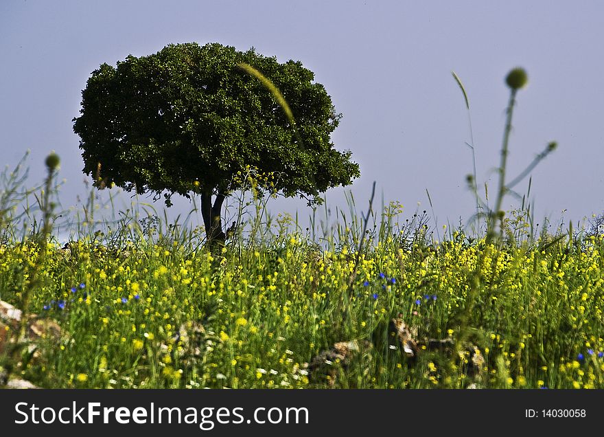 The picture was taken at short Israeli spring at blossomed wild fields of Golan heights. The picture was taken at short Israeli spring at blossomed wild fields of Golan heights