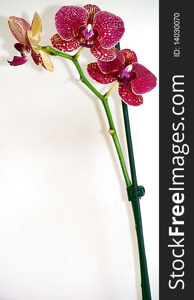 Flower is orchid.Isolited photo in studio
