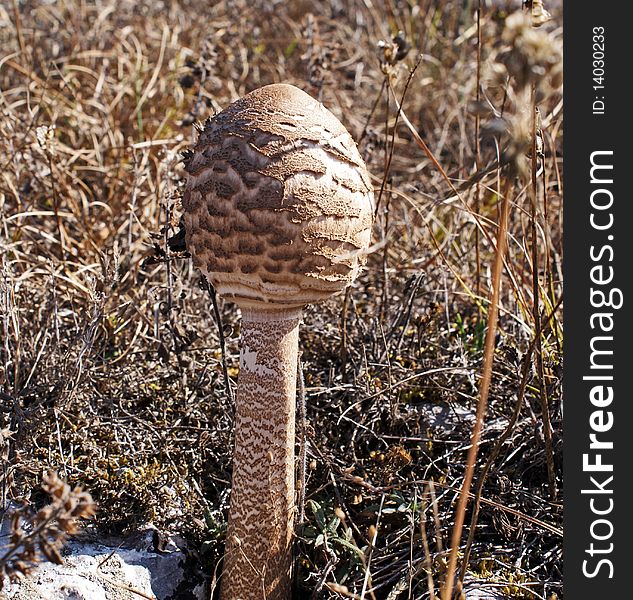 Steppe toxic mushroom in grass