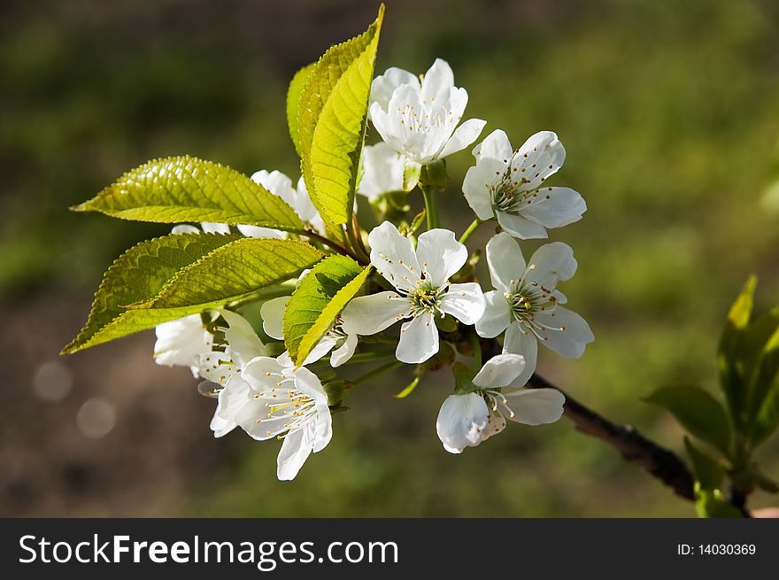 The image of the cherry flowers