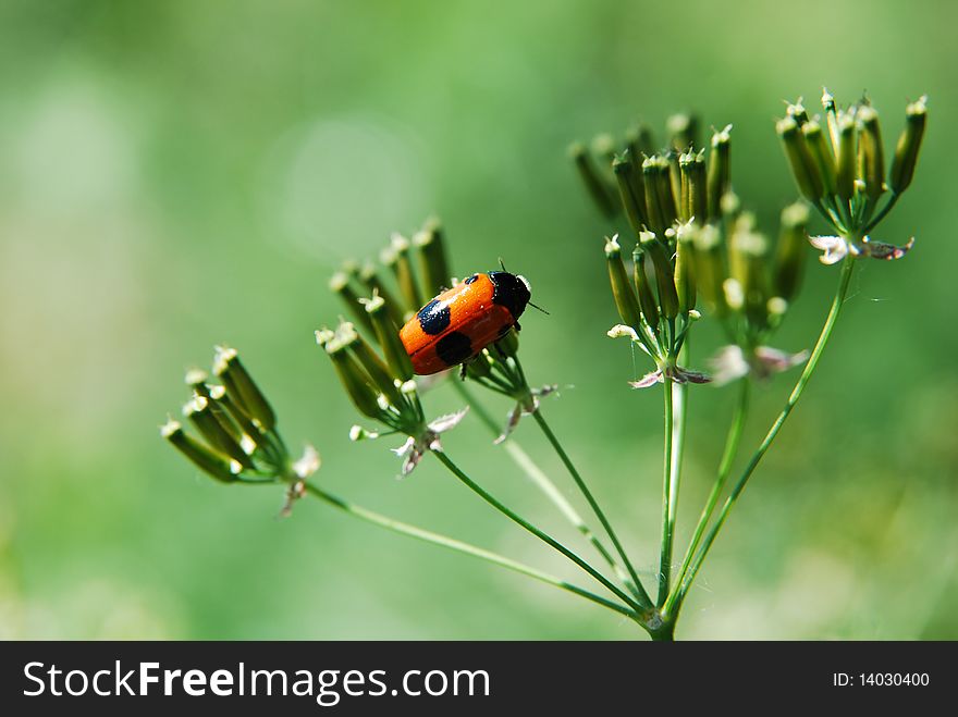 A little bug on the greent plant