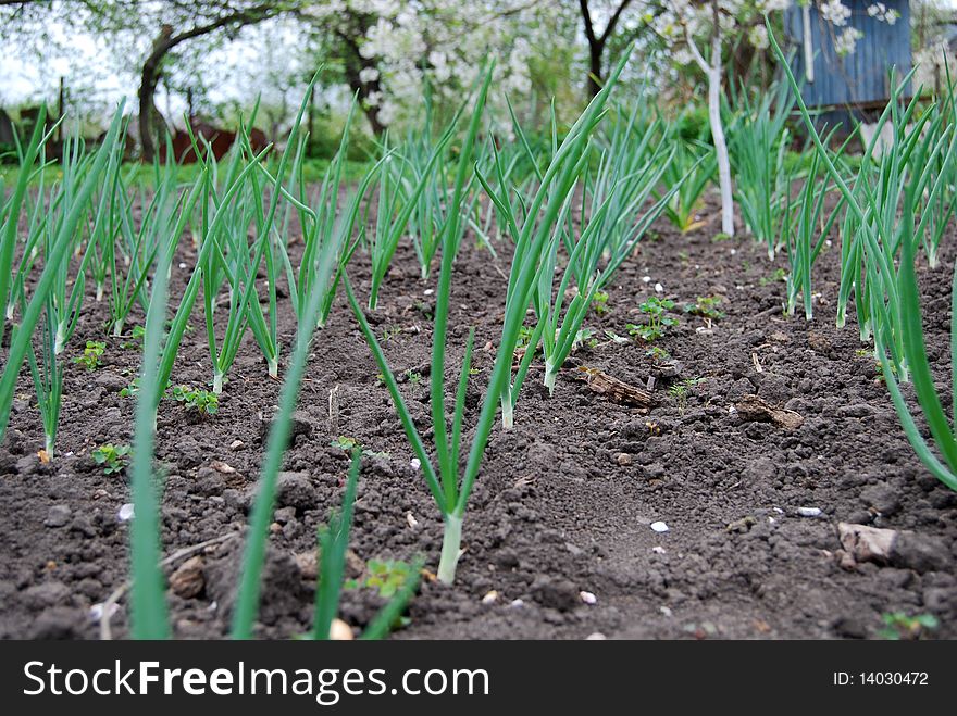 Bed of green onion in the farmer's garden. Bed of green onion in the farmer's garden