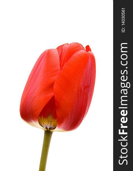 Red tulip isolated on white background