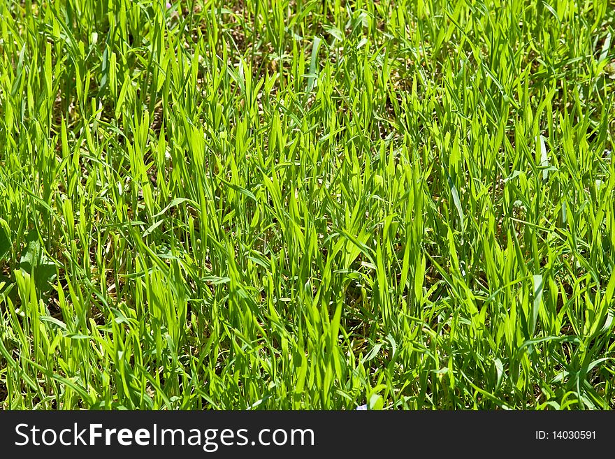Very beautiful and vibrant colored green grass close-up. Very beautiful and vibrant colored green grass close-up