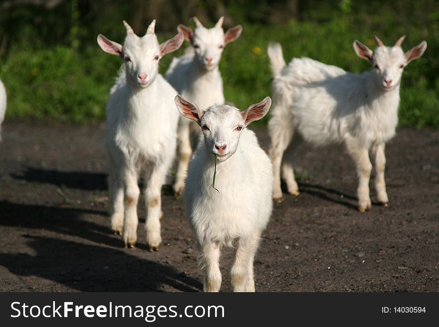 White little young 4 goats in a farm of village. White little young 4 goats in a farm of village