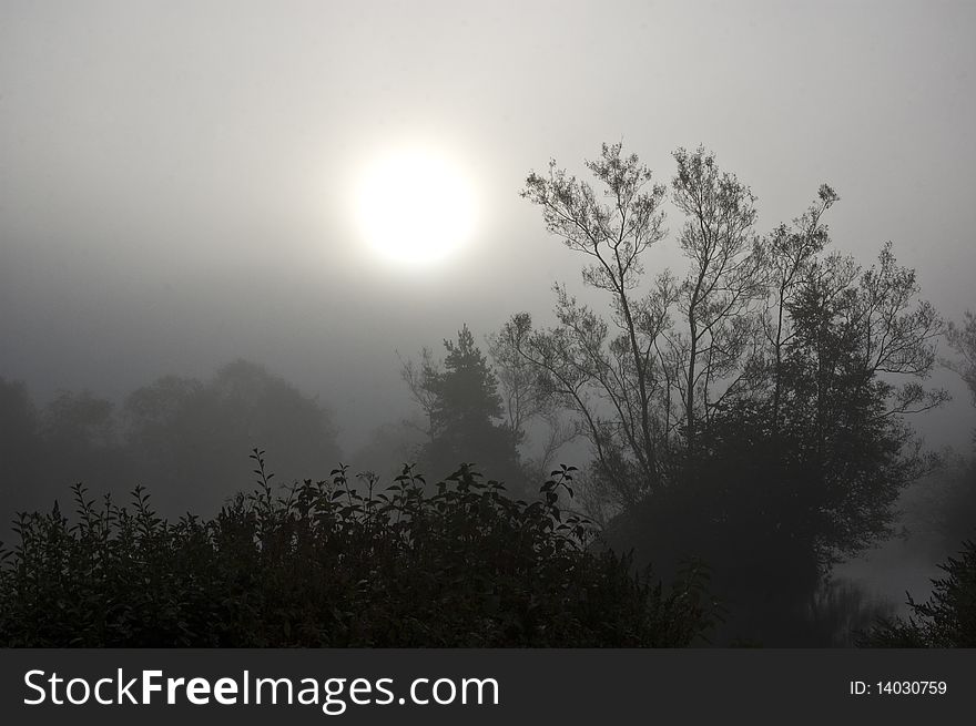 Early morning sunrise with silhouetted trees in the mist and haze. Early morning sunrise with silhouetted trees in the mist and haze