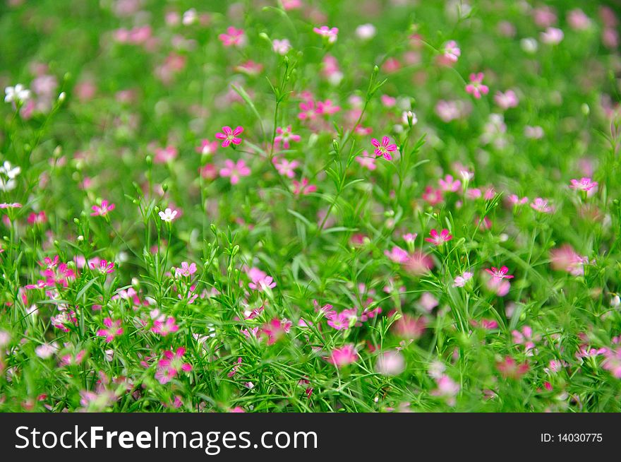 Beautiful small pink flower in the garden. Beautiful small pink flower in the garden