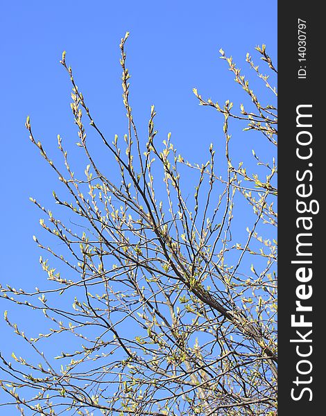 Spring blossom branch of tree on blue sky. Spring blossom branch of tree on blue sky