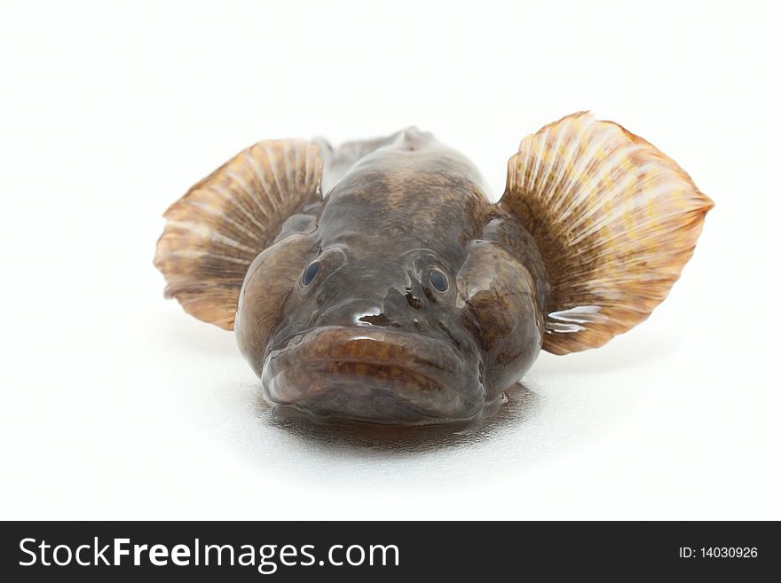 River fish-bull-calfe (Gobiidae) on a white background. River fish-bull-calfe (Gobiidae) on a white background