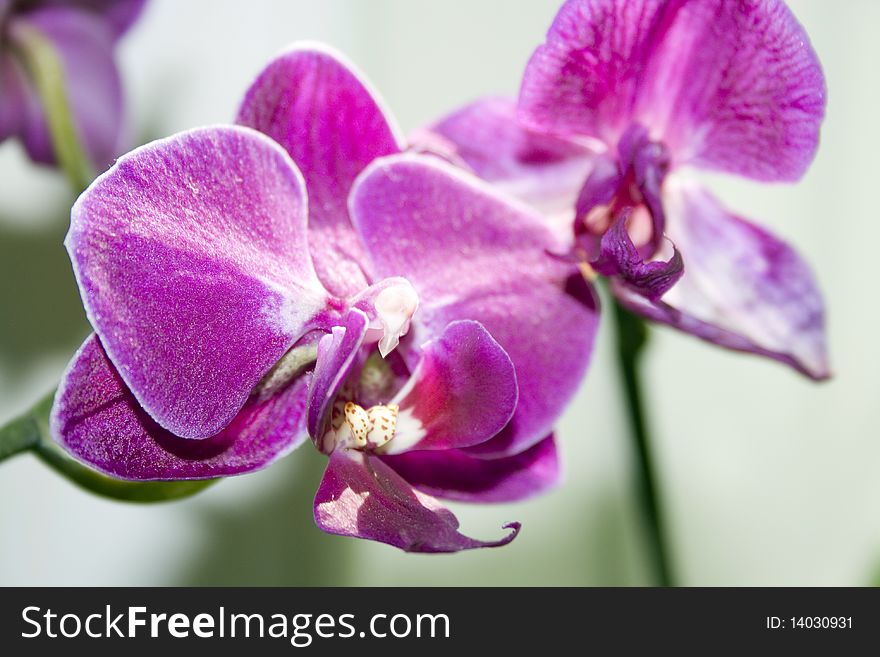 Closeup of a pink orchid