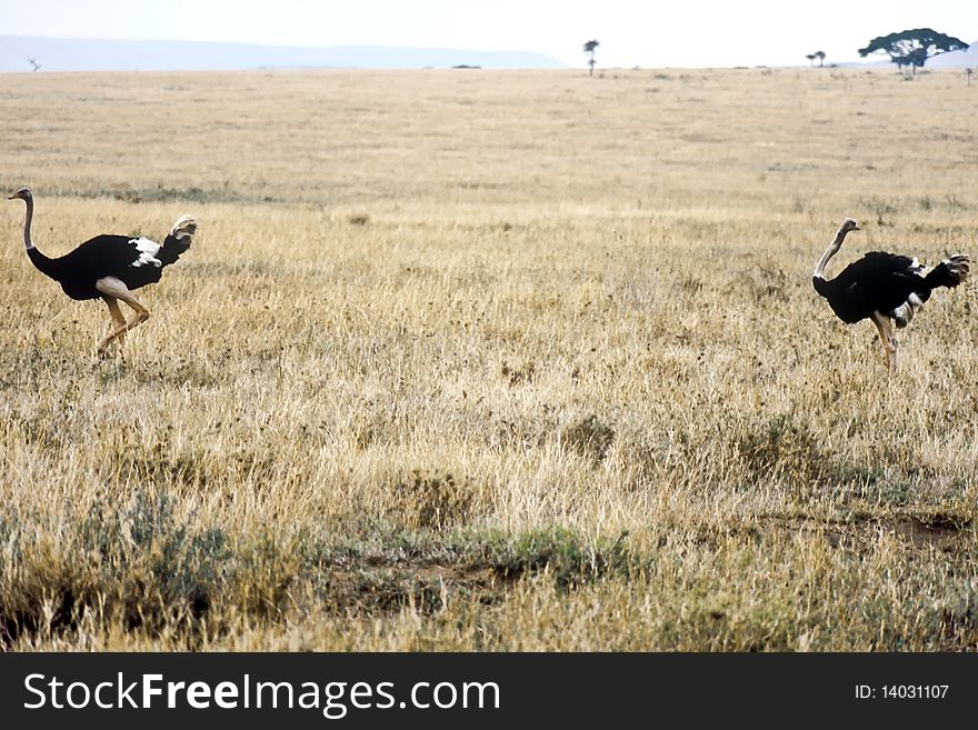 Two Ostriches in the Ngorongoro crater, Tanzania. Two Ostriches in the Ngorongoro crater, Tanzania