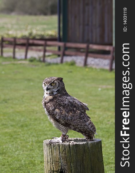 A tame european eagle owl