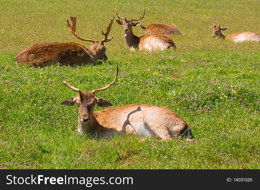 Domestica deer on the fresh spring grass
