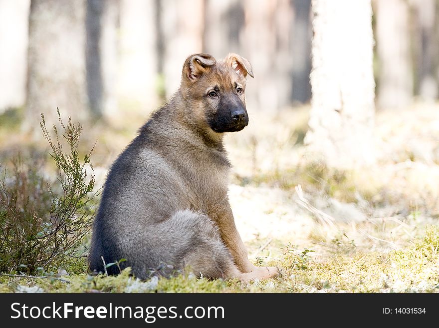 Sheepdogs puppy sitting on the grass in spring forest. Sheepdogs puppy sitting on the grass in spring forest