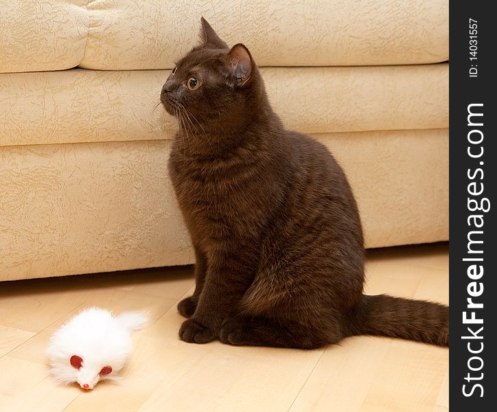 Cat plays with plastic mouse. Cat plays with plastic mouse