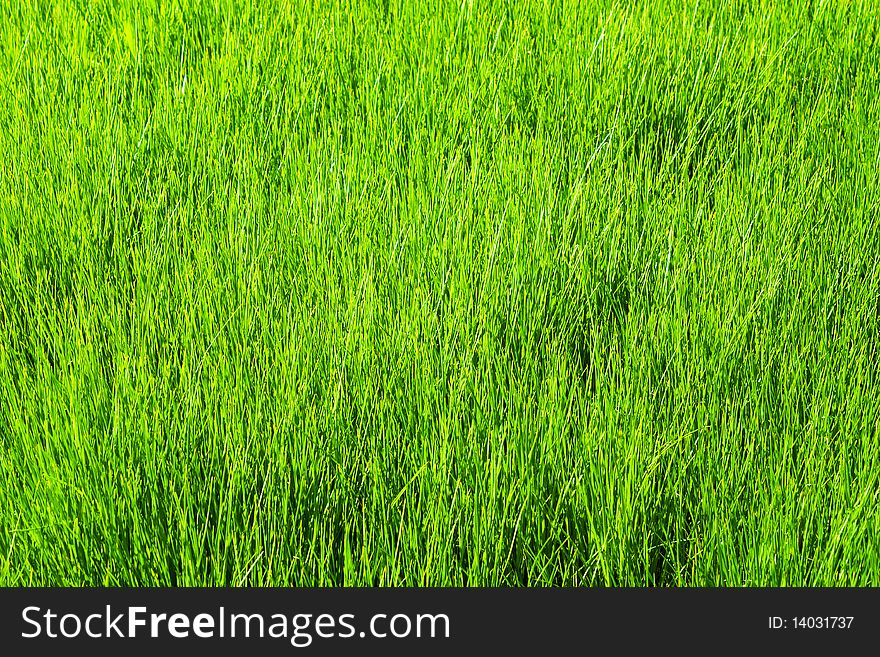 Colorful fresh grass on a meadow. Colorful fresh grass on a meadow