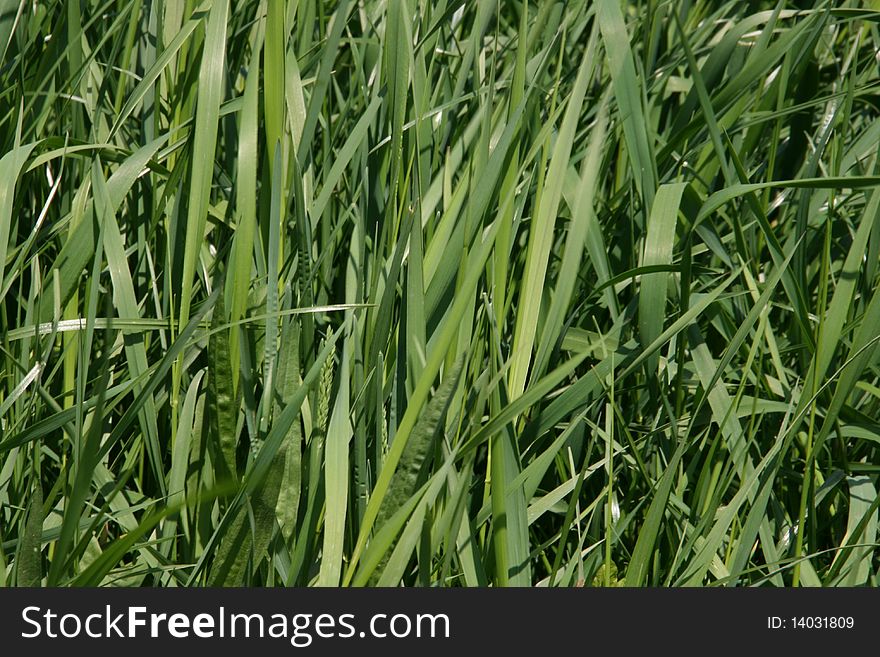 Green grass blades in the wind. Green grass blades in the wind