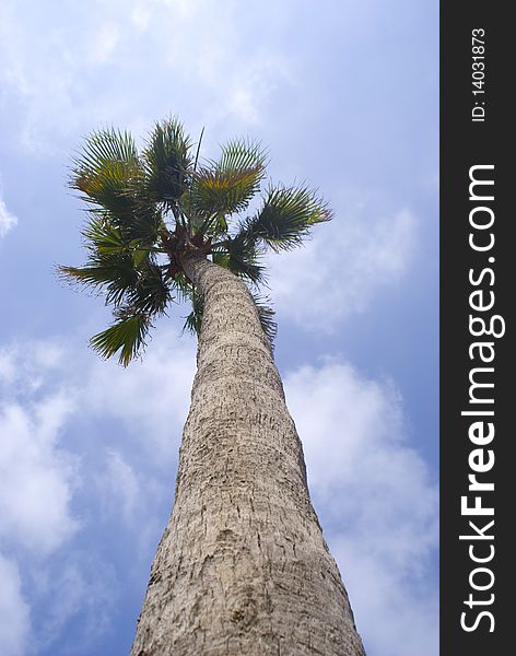 A Tall palm treen with a clouded blue sky in the background