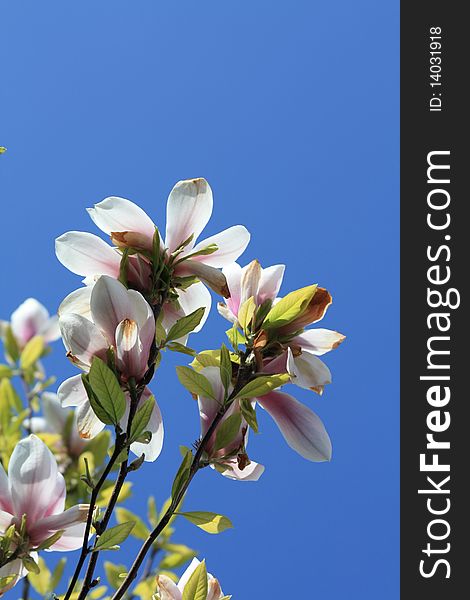 A magnolia or tulip three and a clear blue sky. A magnolia or tulip three and a clear blue sky